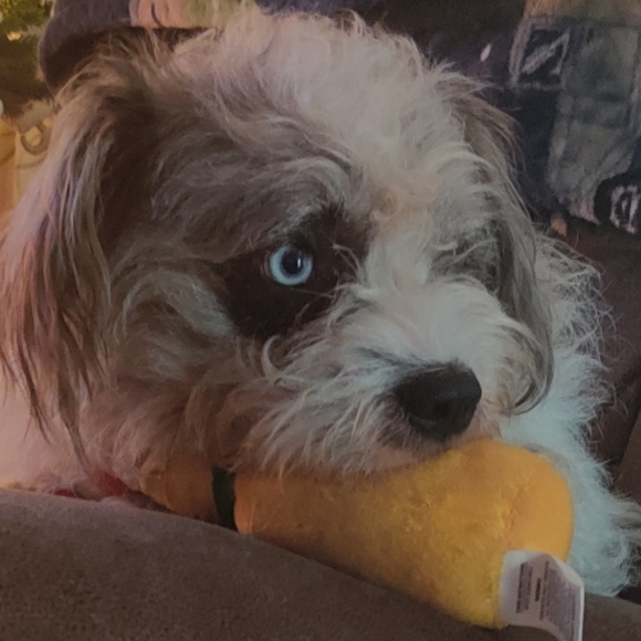 Meet your Posher, Troy - Picture 1 of 12